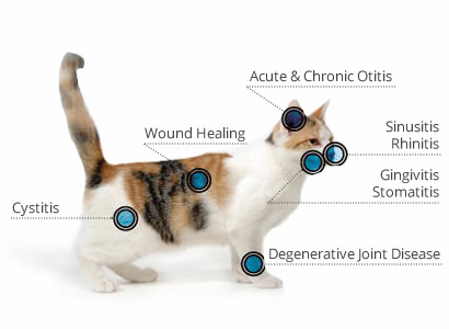 cat condition chart